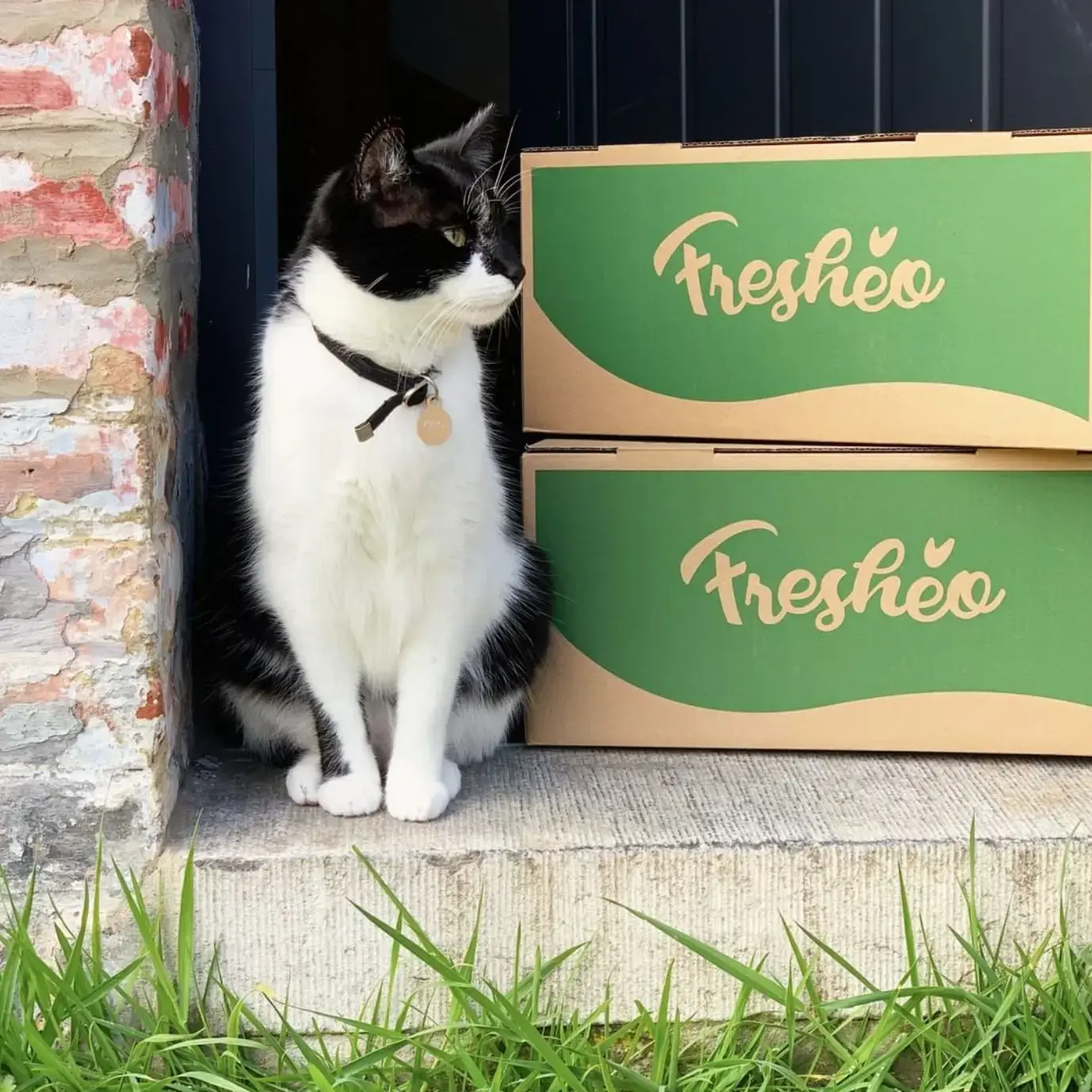 Capture-decran-2022-10-18-a-00.29.02 Image - Chat avec emballages cartonnés Freshéo