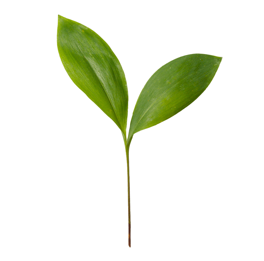 feuille-kanileo-transpa