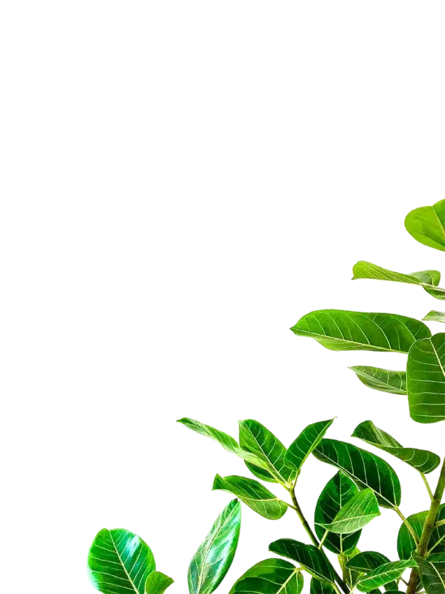 josh-calabrese-XXpbdU_31Sg-unsplash-1-1.png Image - Feuillage