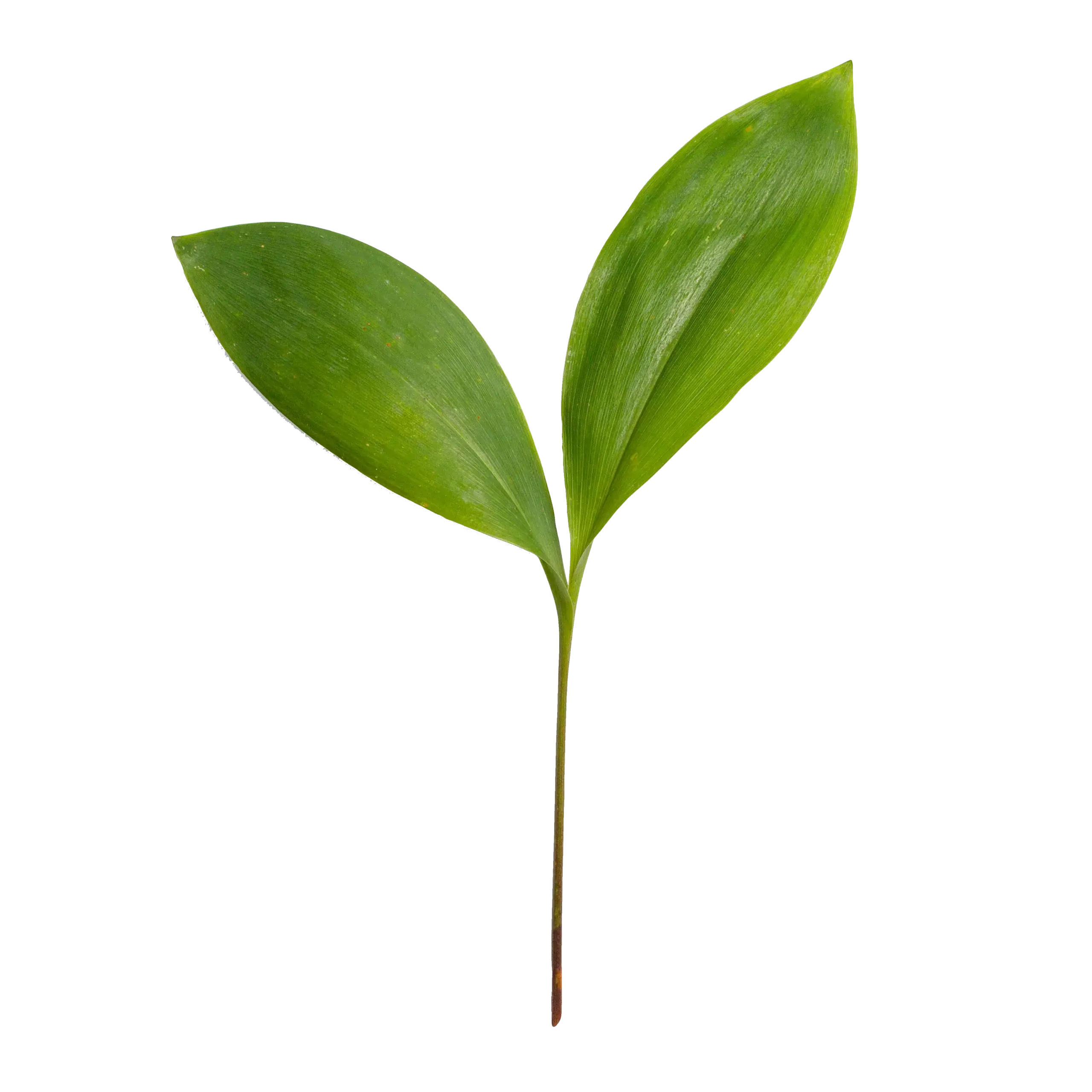 mockup-graphics-_mUVHhvBYZ0-unsplash-scaled Image - Jeune pousse verte